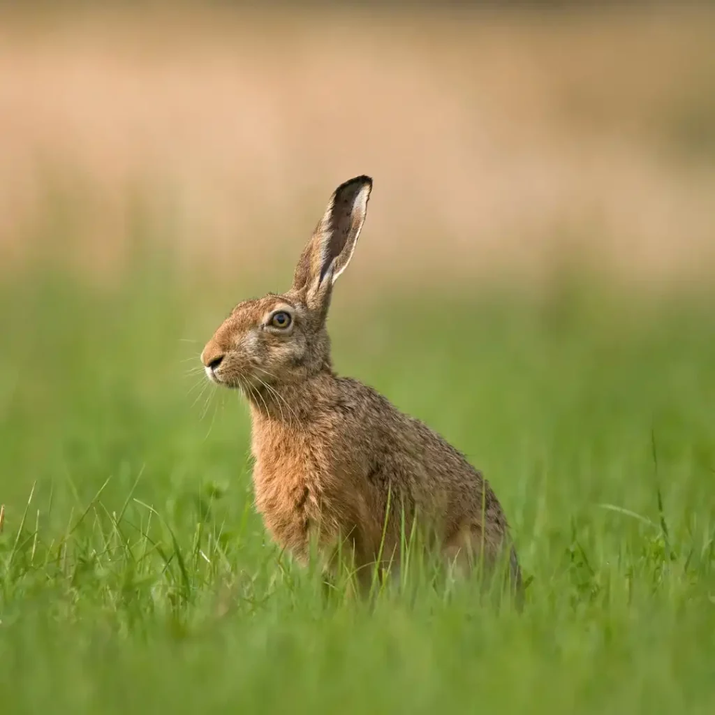 Brown hare