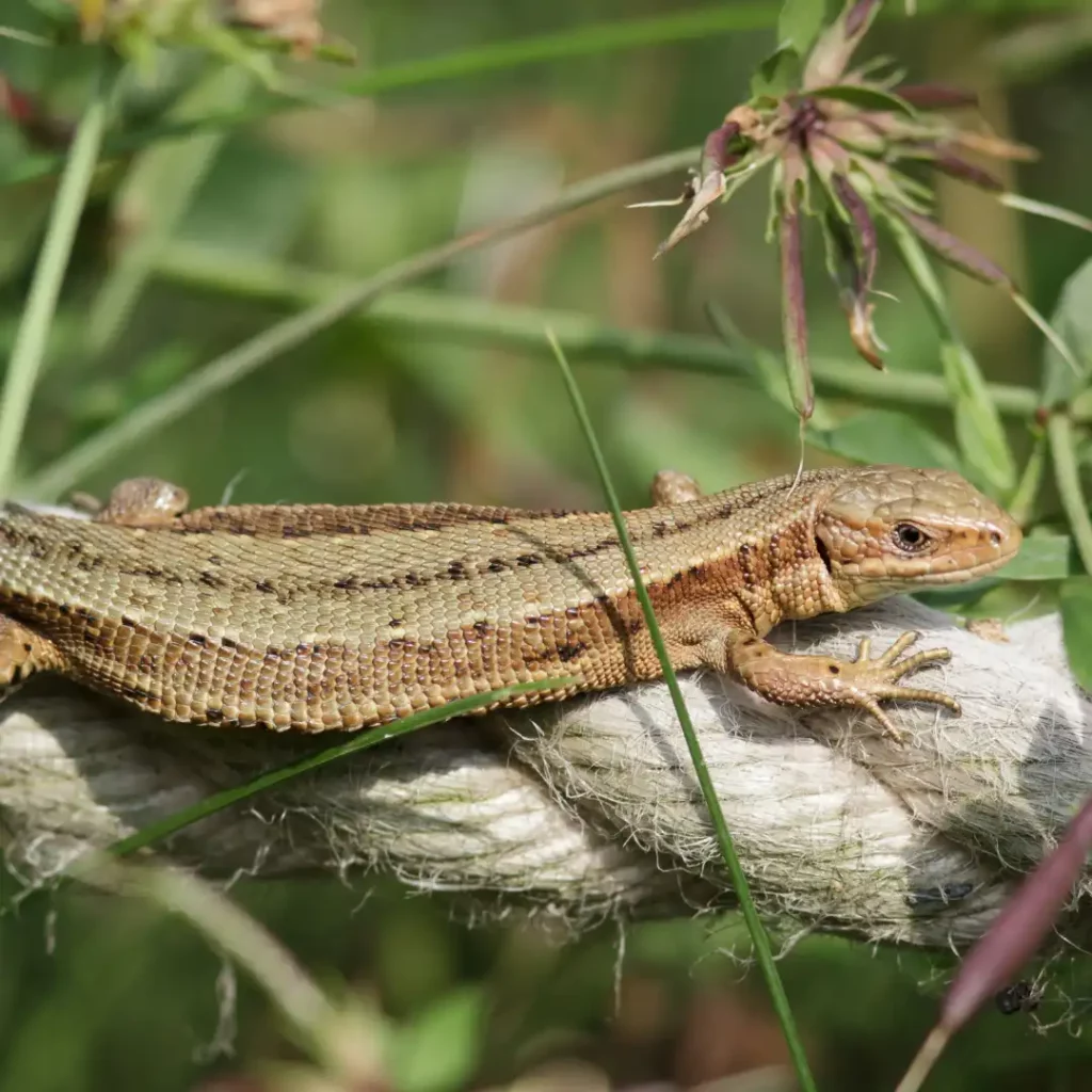 Common lizard