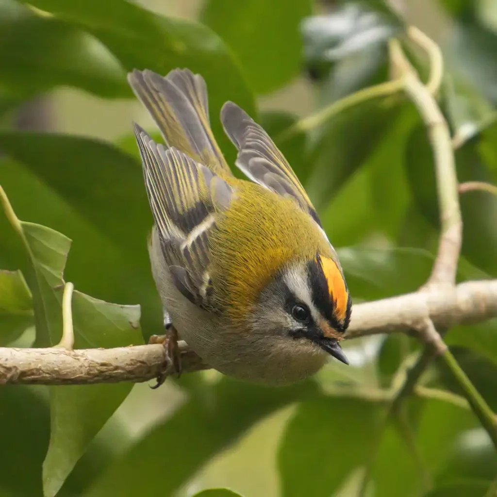 Firecrest