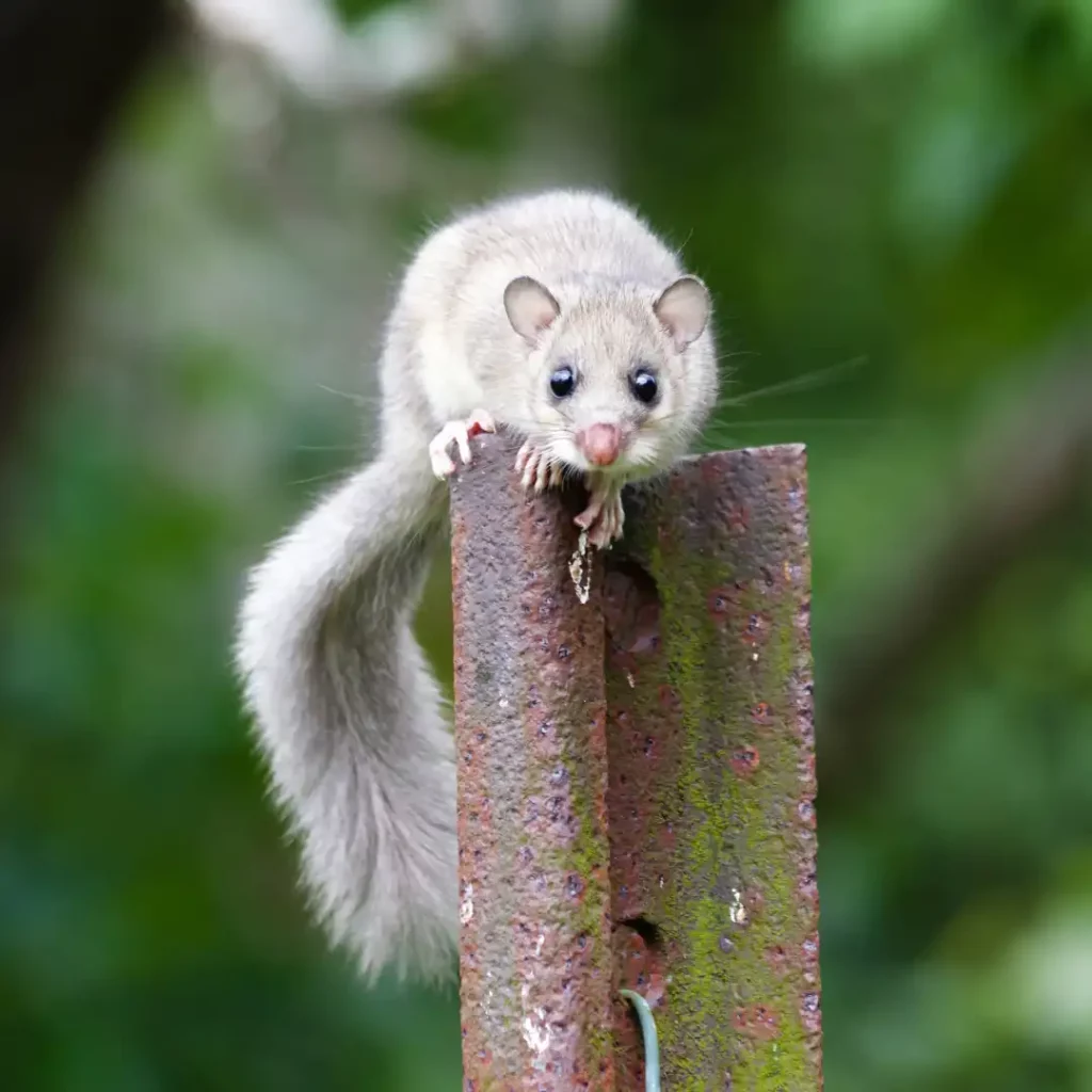 Glis glis