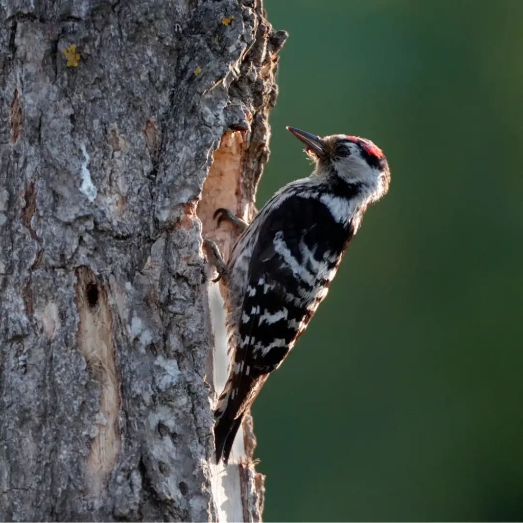 Lesser spotted woodpecker