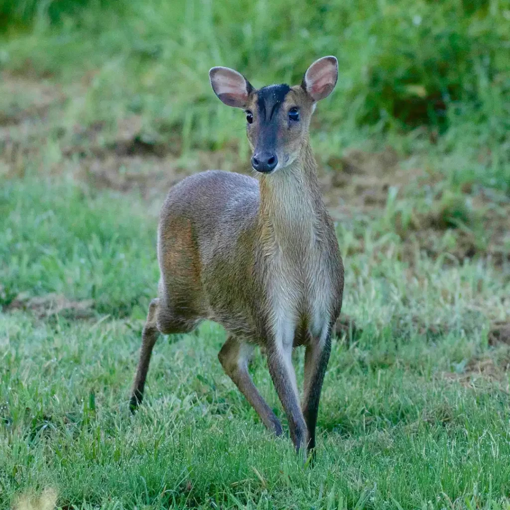 Muntjac