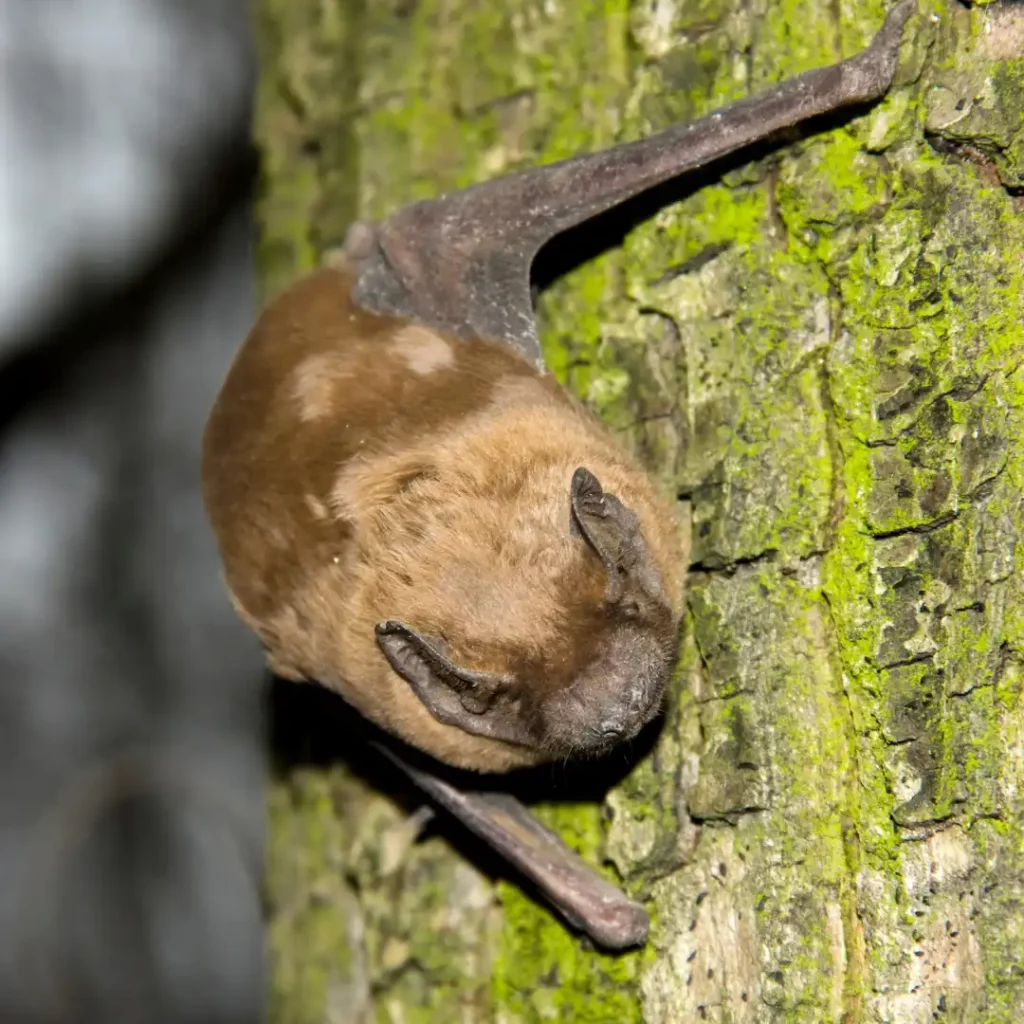 Noctule bat