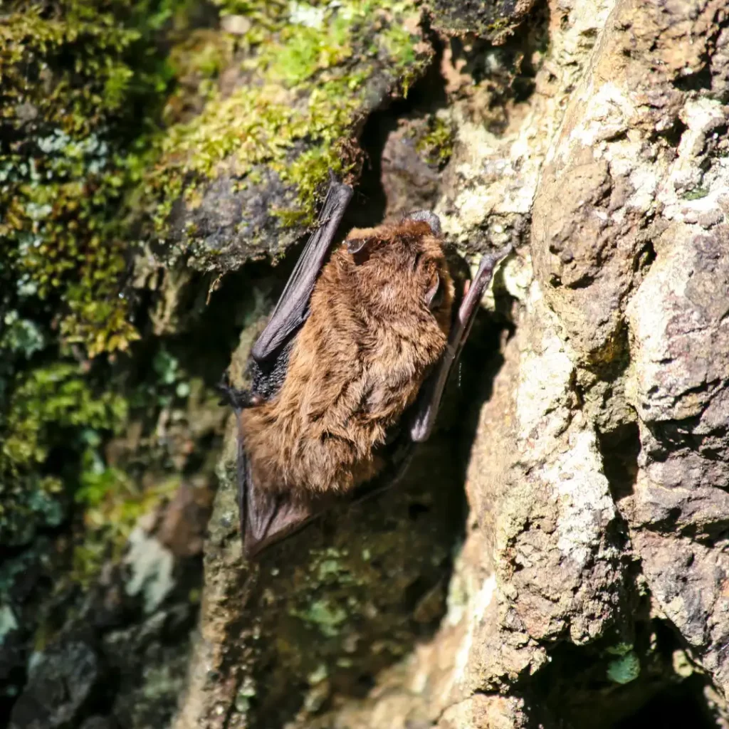 Pipistrelle bat