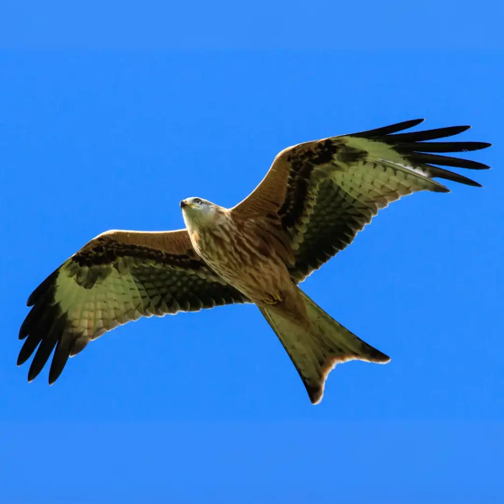 Red kite