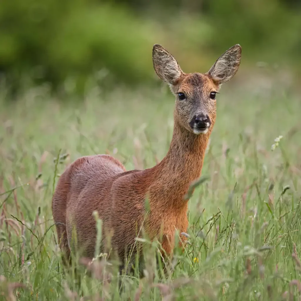 Roe deer