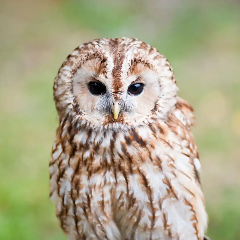 Tawny owl